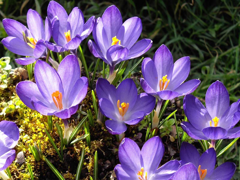 Crocus 'Queen of the Blues'